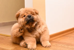 Brown fluffy dog scratching itself on a wooden floor
