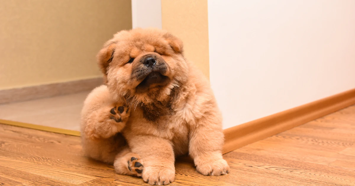 Brown fluffy dog scratching itself on a wooden floor