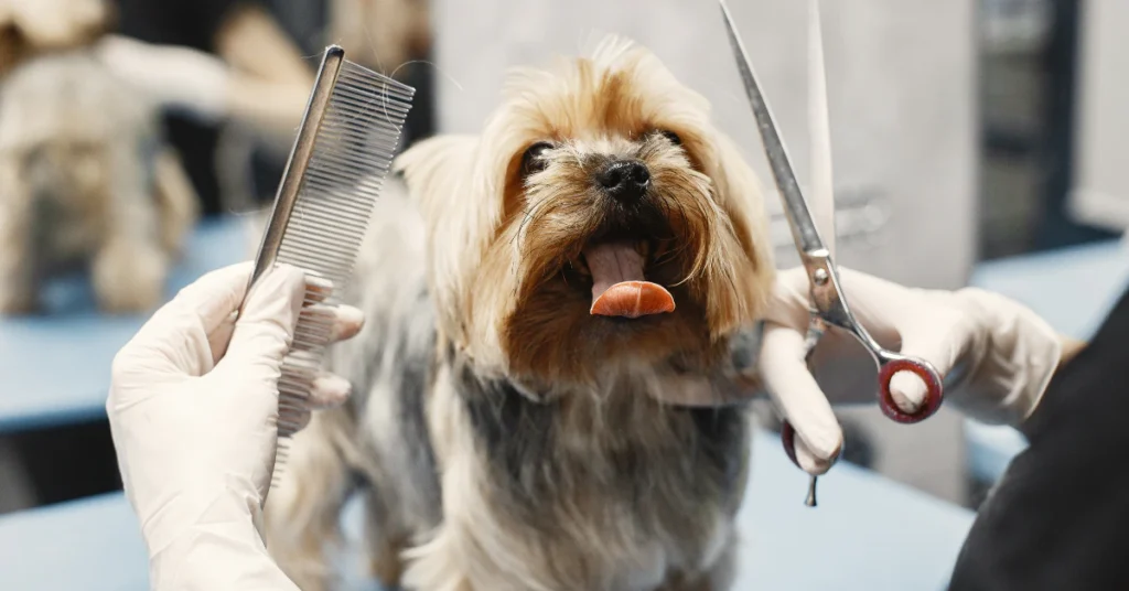 Groomer trimming a small dog's fur with scissors