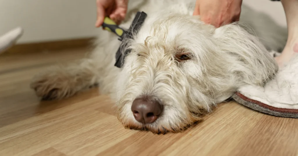 White shaggy dog being brushed while lying on the floor