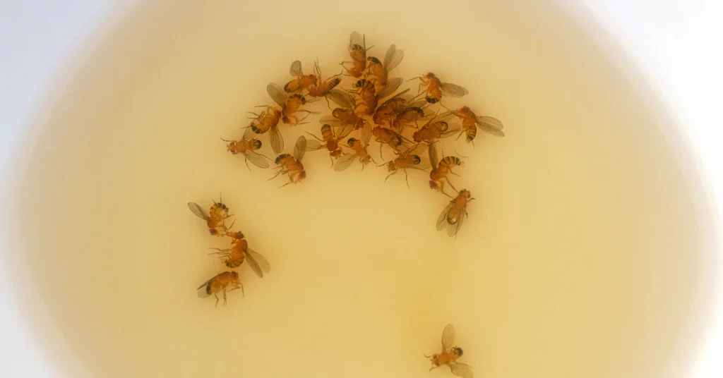 Small bowl of apple cider vinegar and dish soap trap beside a fruit bowl on a kitchen counter
