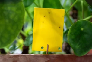 Tiny gnats hovering over a kitchen counter near a fruit bowl and a houseplant