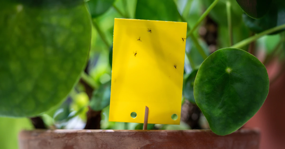 Tiny gnats hovering over a kitchen counter near a fruit bowl and a houseplant
