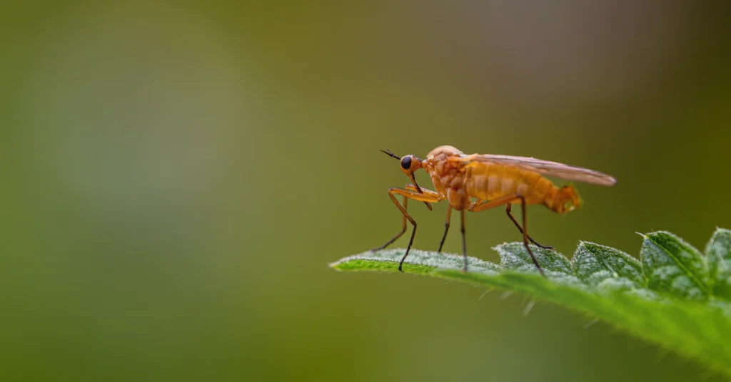 Close-up comparison of a red-eyed tan fruit fly and a dark gray long-legged fungus gnat
