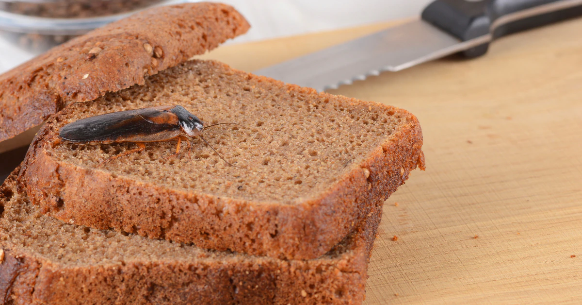 Cockroaches crawling on sliced bread on a kitchen counter