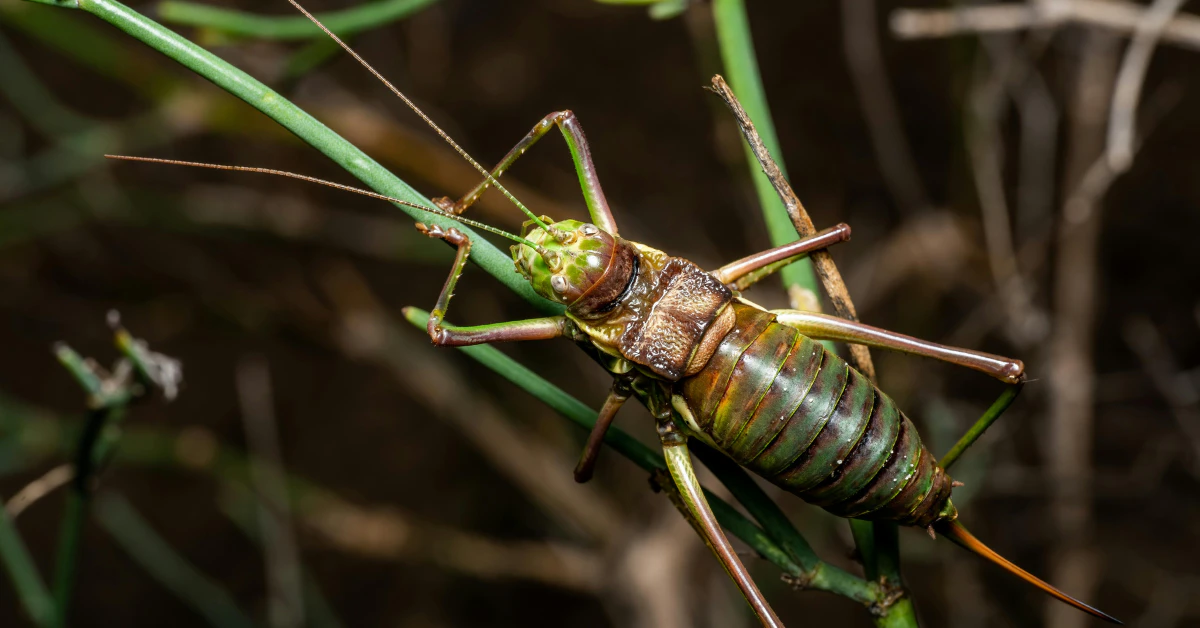 How to get rid of crickets, green cricket sitting on a blade of grass