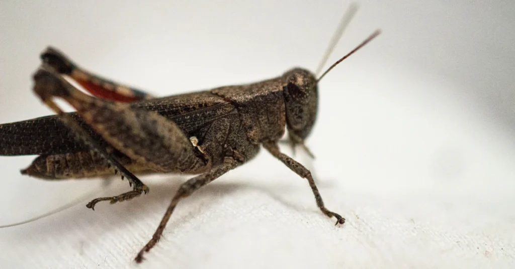 Single cricket in house, brown cricket on a white background