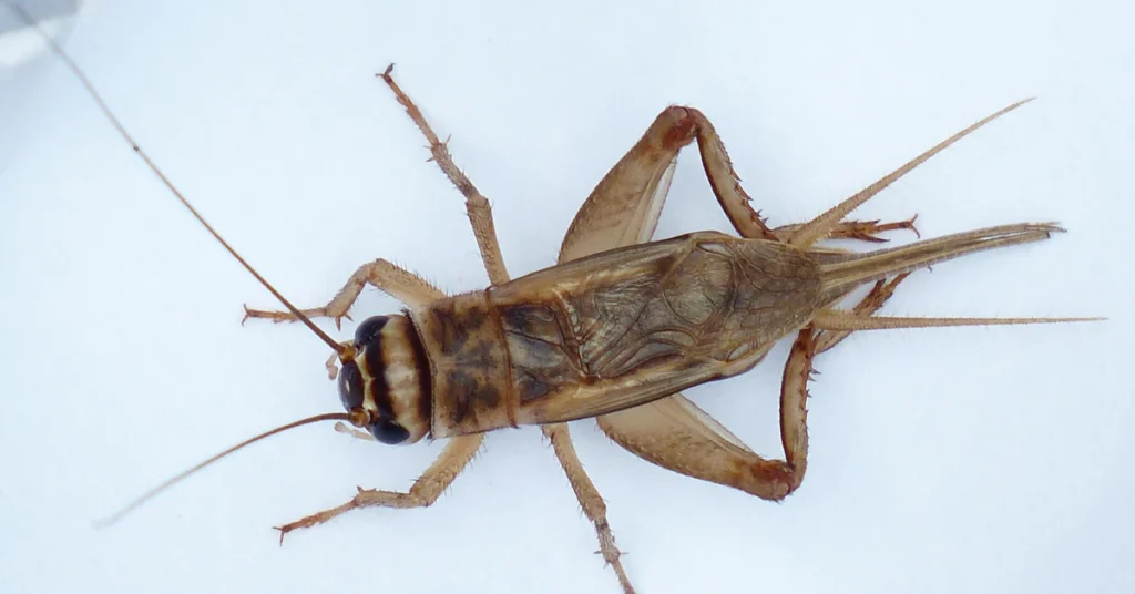 Crickets in house, close-up of a house cricket on a white surface