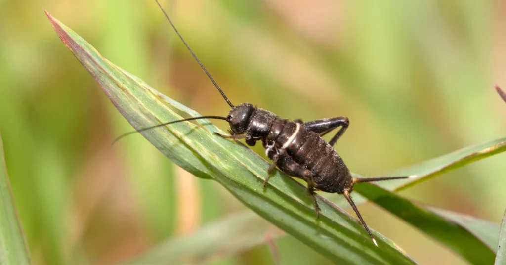 Keep crickets away outside, small cricket on a grass blade in the yard