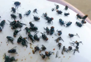 Swarm of fruit flies on a white surface, time to get rid of fruit flies