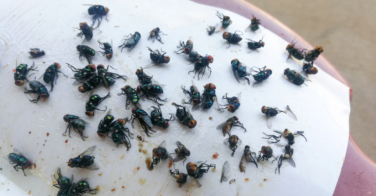 Swarm of fruit flies on a white surface, time to get rid of fruit flies