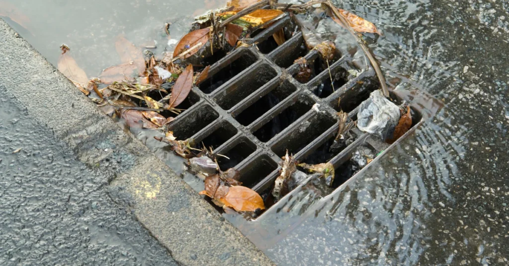 Kitchen sink drain with food debris where fruit flies and drain flies gather