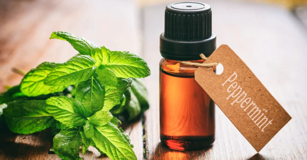 Fresh peppermint leaves next to an essential oil bottle, a natural fruit fly repellent