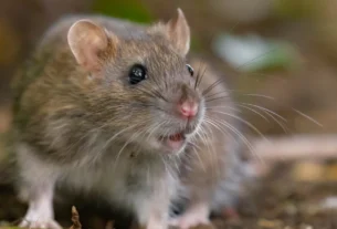 Close-up of a wild rat on the ground, a common household pest