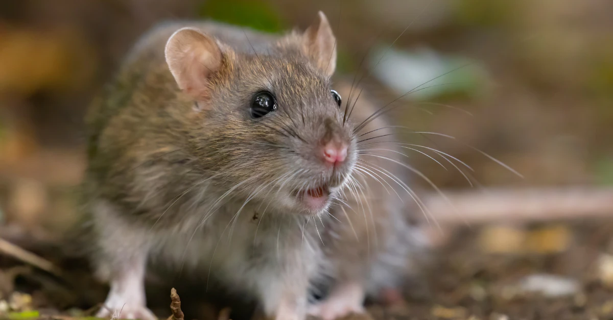 Close-up of a wild rat on the ground, a common household pest