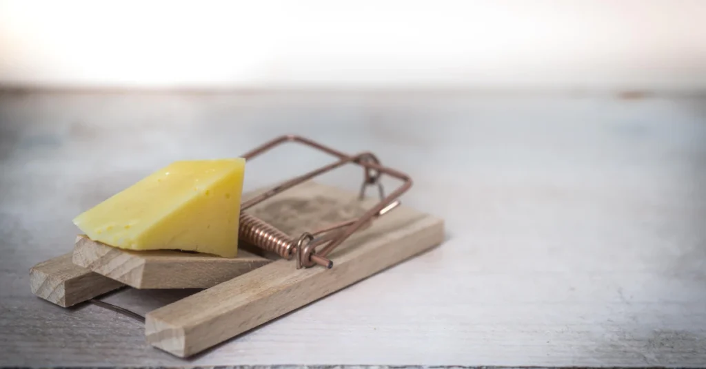 Snap trap baited with cheese, one of the fastest ways to get rid of rats