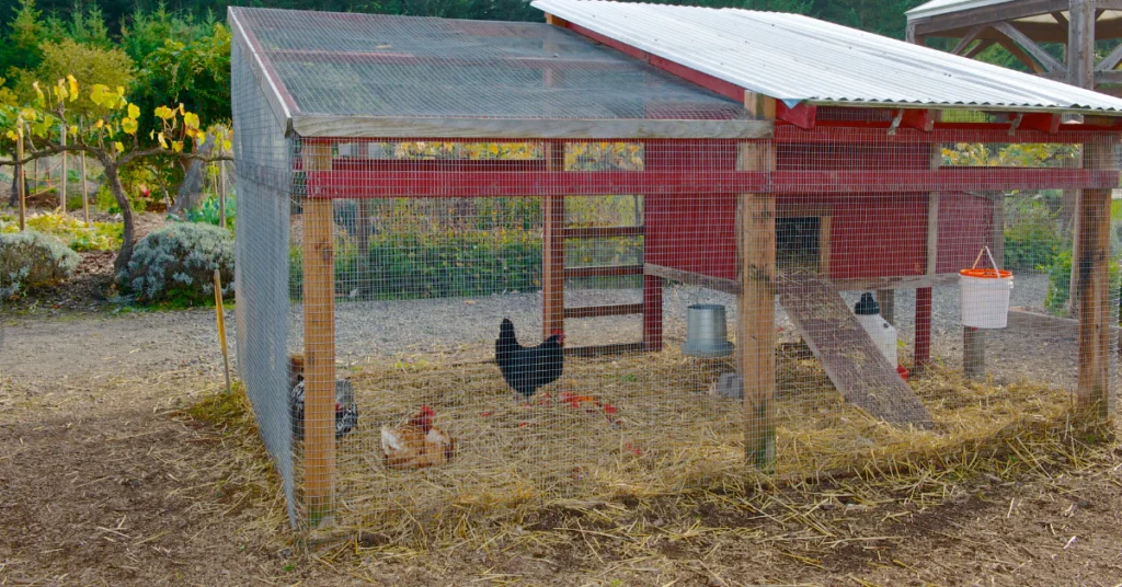 Chicken coop and run in a yard with chickens outside
