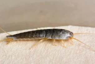 Close-up of a silverfish insect on a beige surface