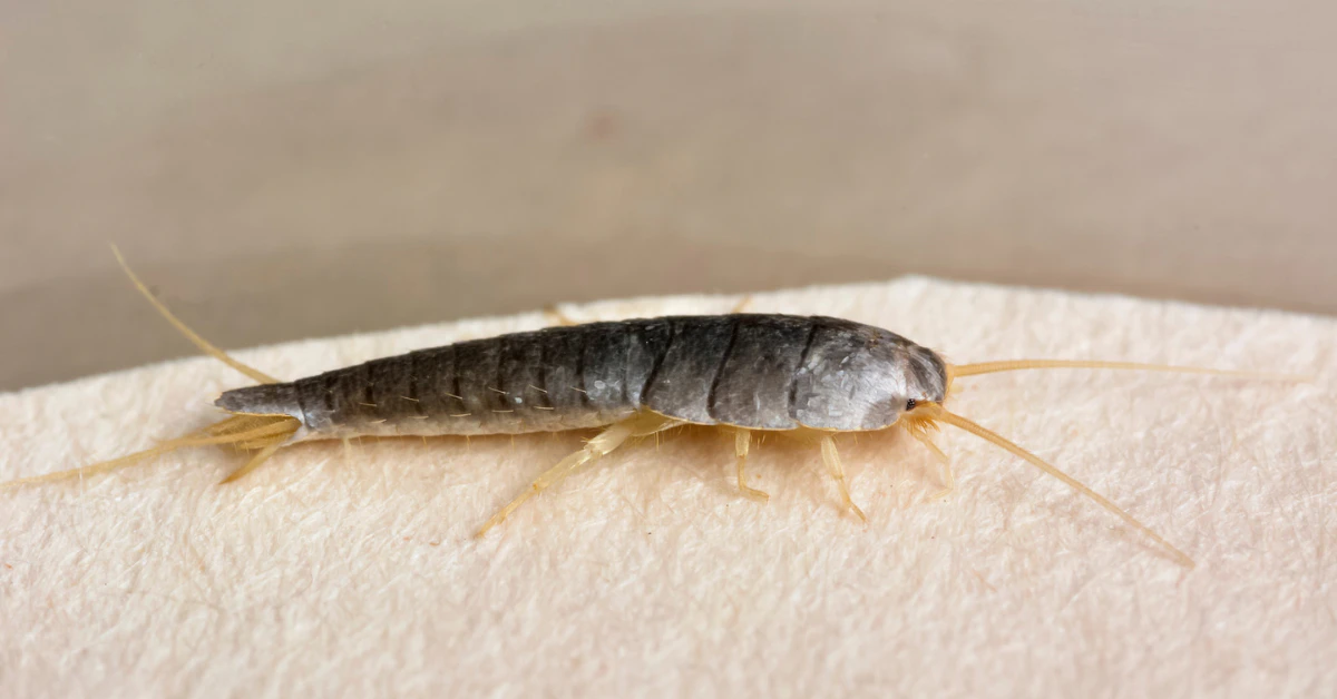 Close-up of a silverfish insect on a beige surface