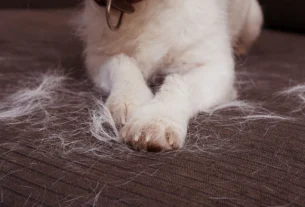 White dog sitting on a couch surrounded by shed dog hair