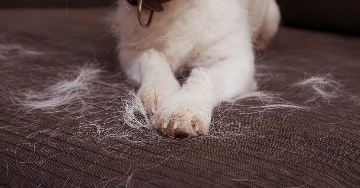 White dog sitting on a couch surrounded by shed dog hair