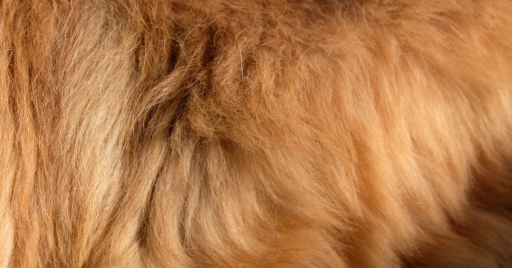 Close-up of a golden dog's thick fur coat