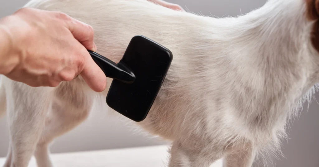 Person brushing a dog's coat with a slicker brush