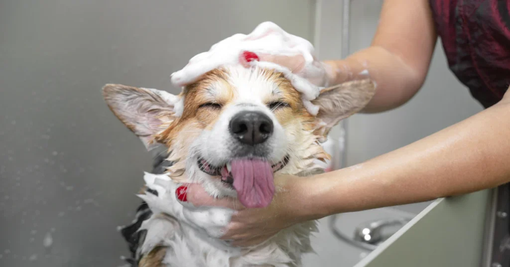 Happy dog covered in shampoo foam during a bath