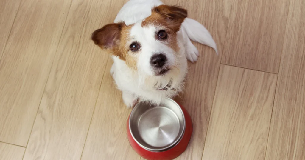 Jack Russell terrier sitting beside a red dog food bowl